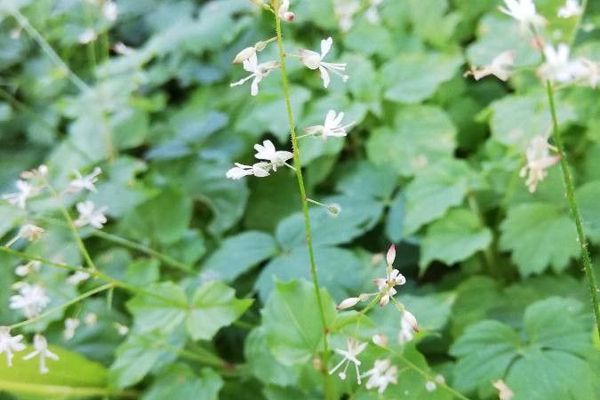 Small enchanter's nightshade