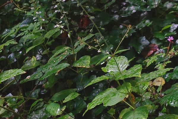 Enchanter's-nightshade
