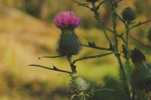 Field thistle