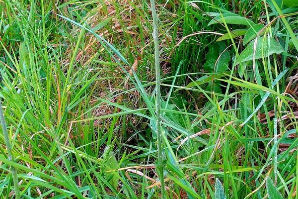 Meadow thistle