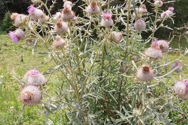 Woolly thistle