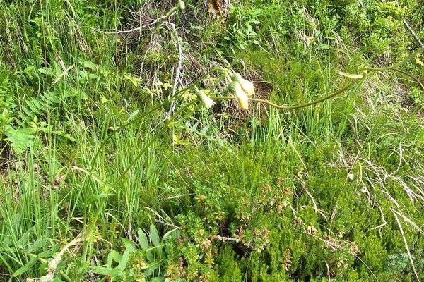 Yellow thistle
