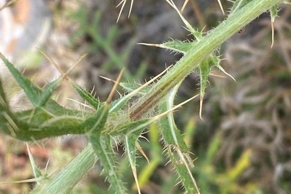 Cirsium ferox