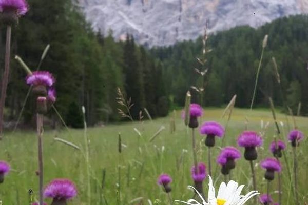 Melancholy thistle