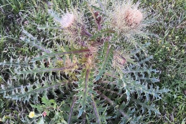 Horrid thistle