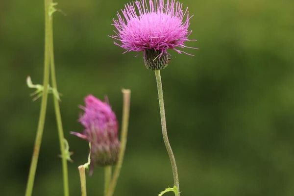 Japanese thistle