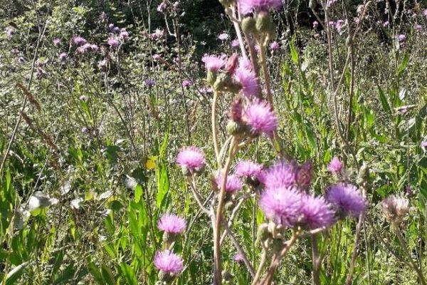 Cirsium monspessulanum