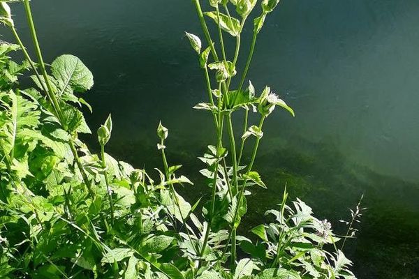 Cabbage thistle