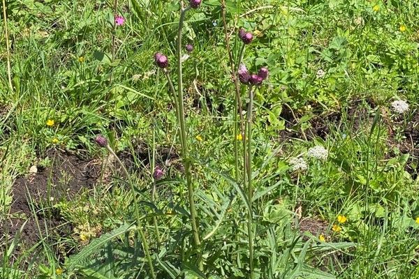 Brook thistle