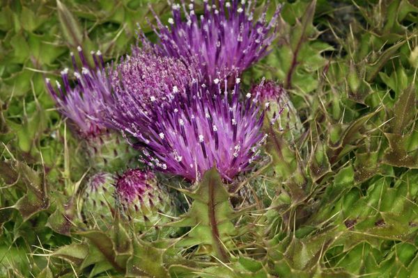 Meadow thistle