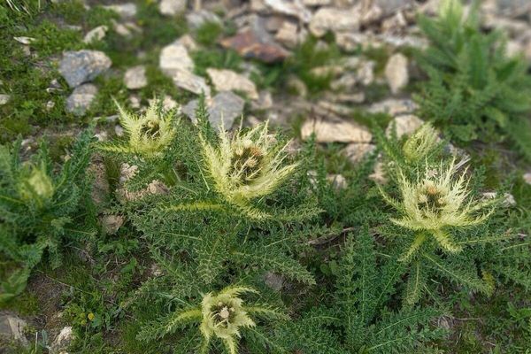 Alpen-kratzdistel