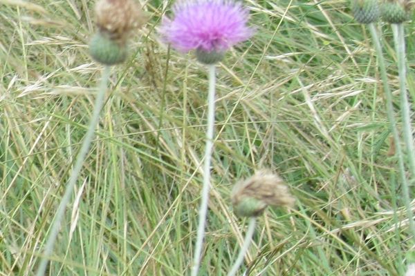 Texas purple thistle