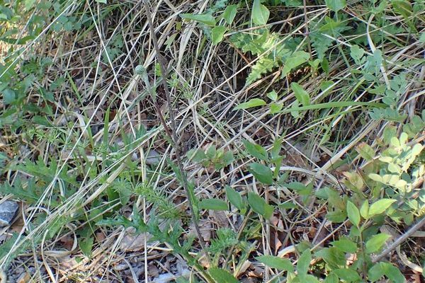 Tuberous thistle