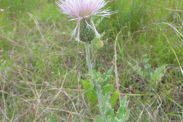 Pasture thistle
