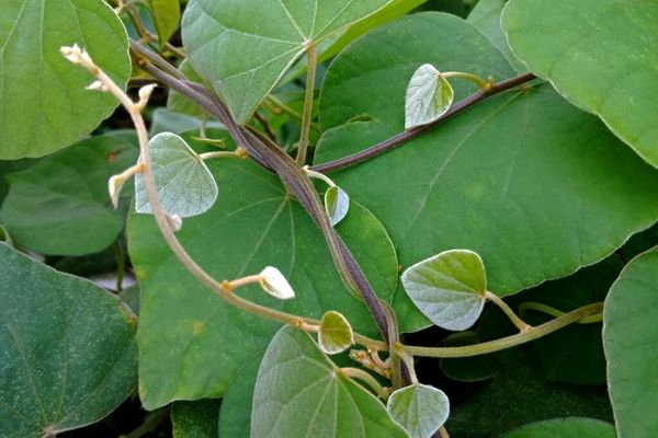 Velvetleaf