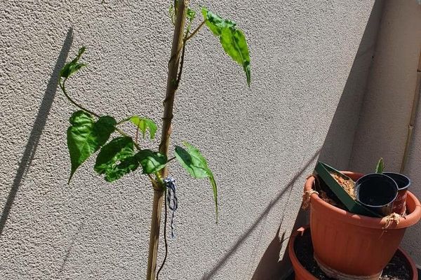 Kangaroo vine