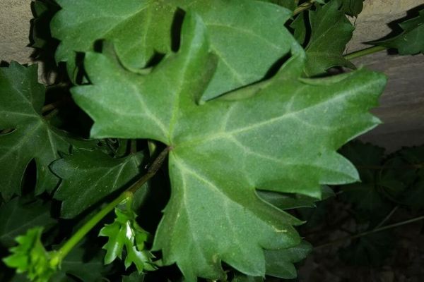 Cissus trifoliata
