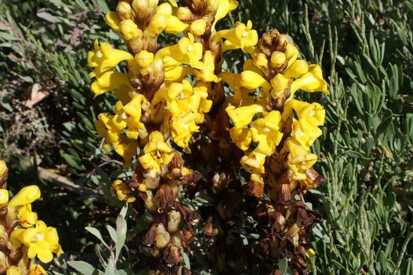 Cistanche