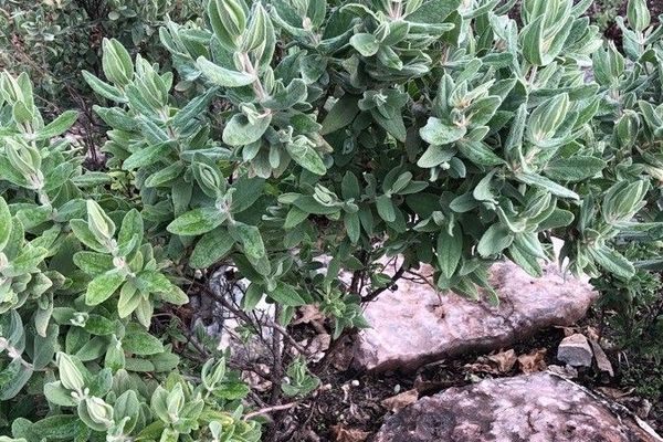 White-leaf rock-rose