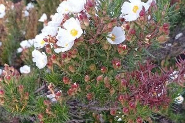 Cistus clusii