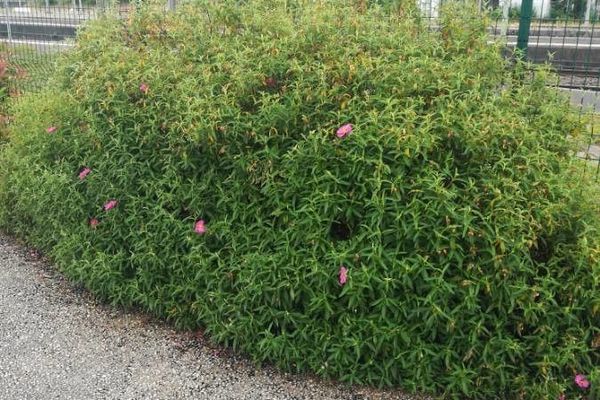 Pink rockrose