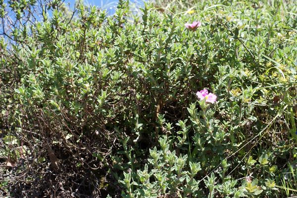 Cistus crispus