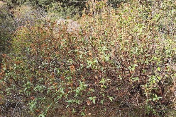 Laurel-leaf cistus
