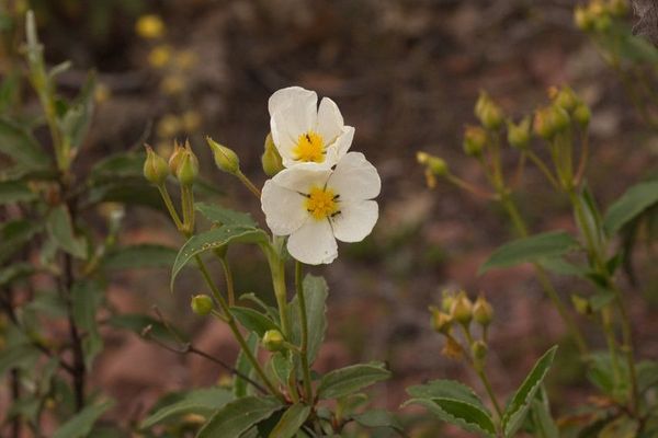 Poplar-leaved cistus