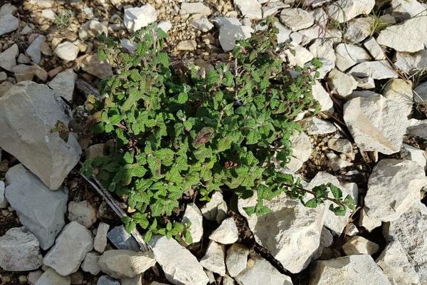Sage-leaf rock-rose