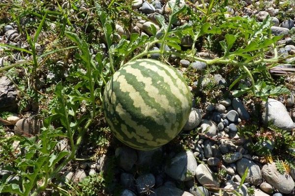 Afghan-melon