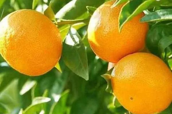 Sour orange