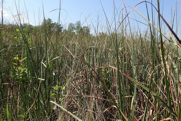 Swamp sawgrass