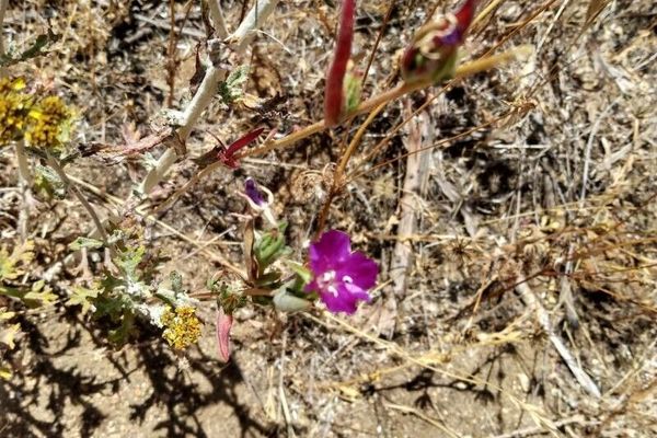 Winecup clarkia