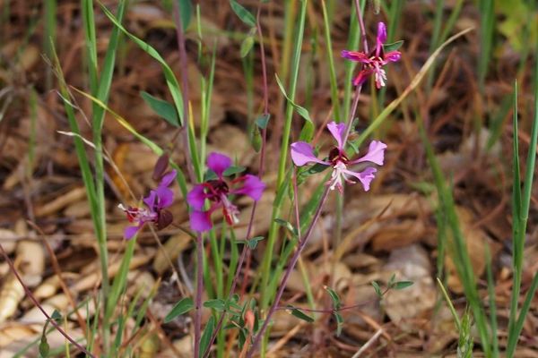 Clarkia