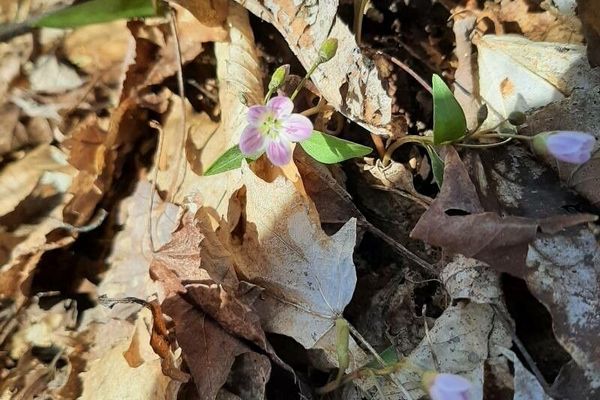 Carolina springbeauty