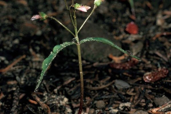Lanceleaf springbeauty