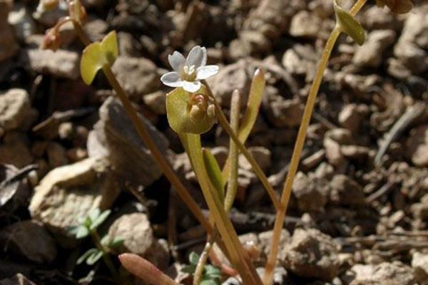 Streambank springbeauty