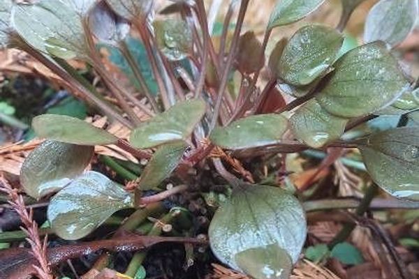 Redstem springbeauty