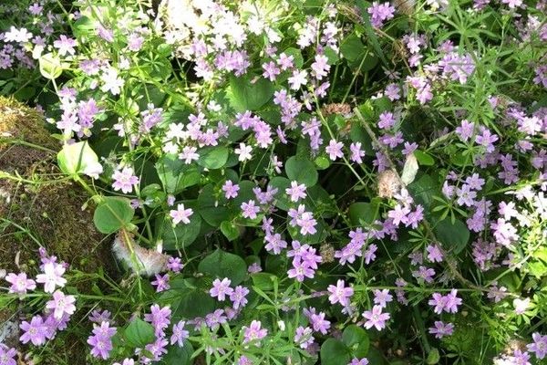 Candy-flower