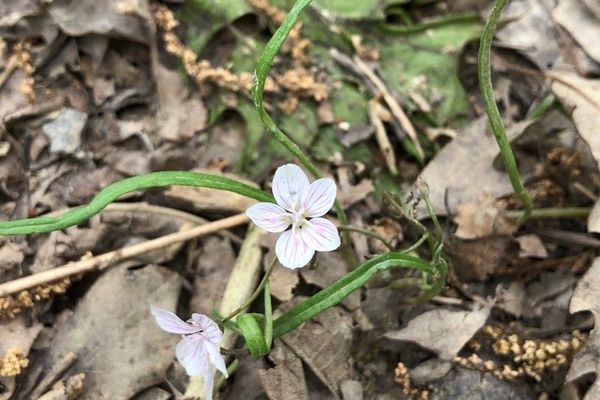 Springbeauty