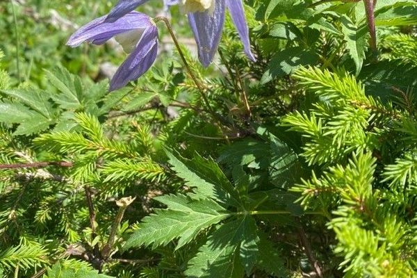 Alpine clematis