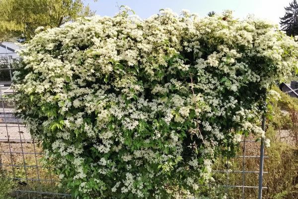 Clematis apiifolia