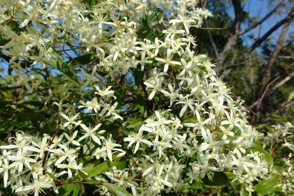 Forest clematis