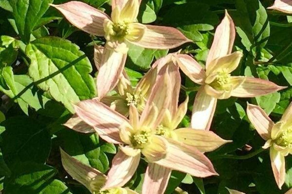 Himalayan clematis