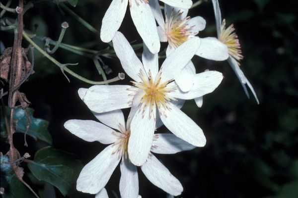 Clematis paniculata