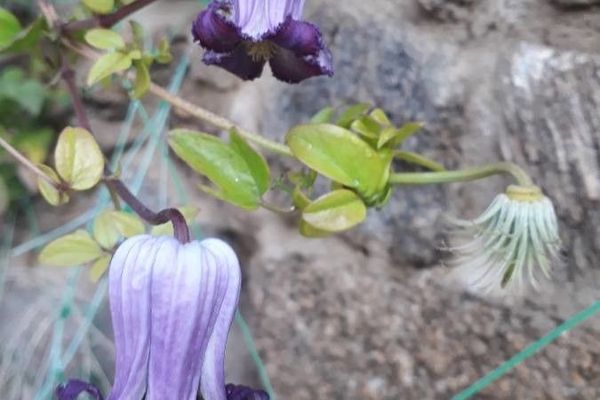 Pitcher's clematis