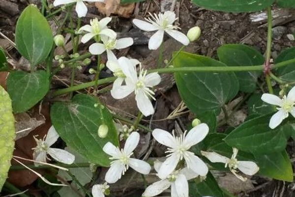 Sweet autumn clematis