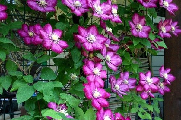 Purple clematis