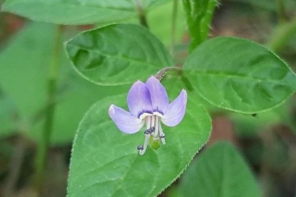 Fringed spiderflower