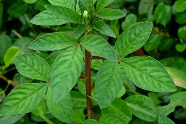 Asian spiderflower